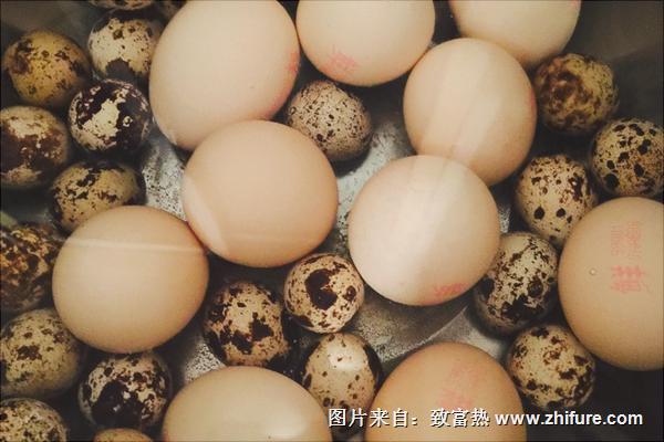 鵪鶉蛋價格多少錢一斤？