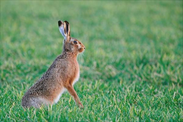 野兔的生活習(xí)性特點(diǎn)