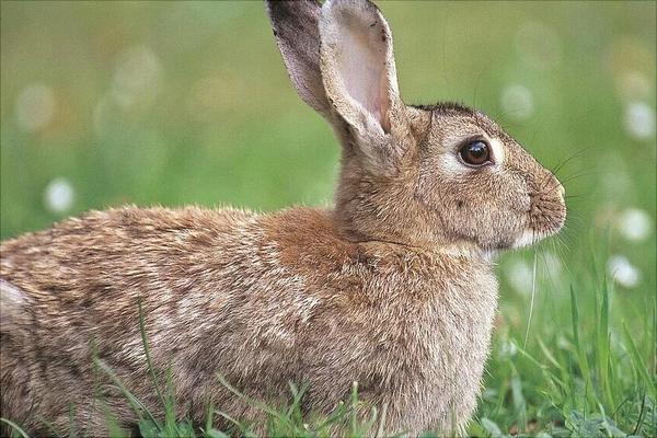 野兔的生活習(xí)性特點(diǎn)