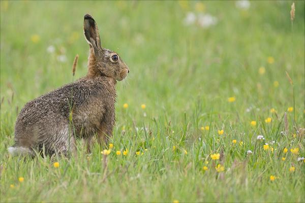 野兔的生活習(xí)性特點(diǎn)