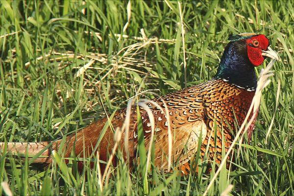 野山雞吃什么？