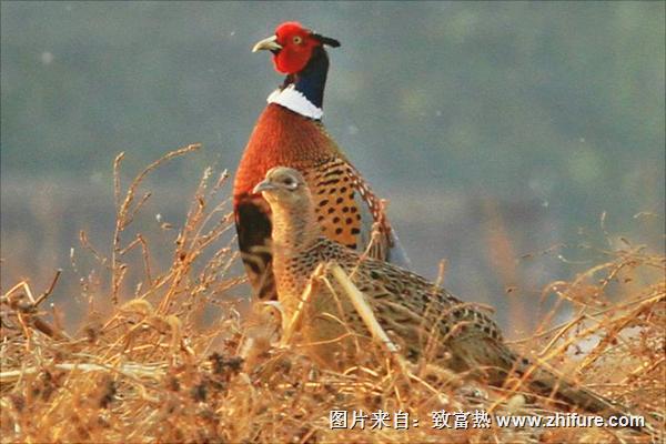 野山雞吃什么？