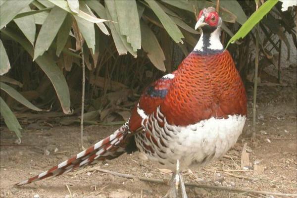 野山雞吃什么？