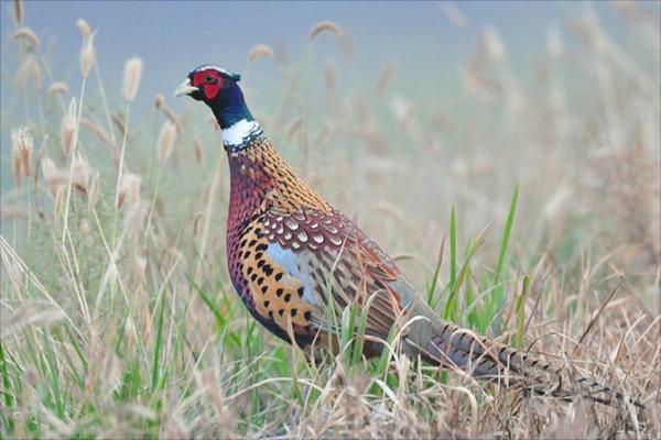 野山雞吃什么？