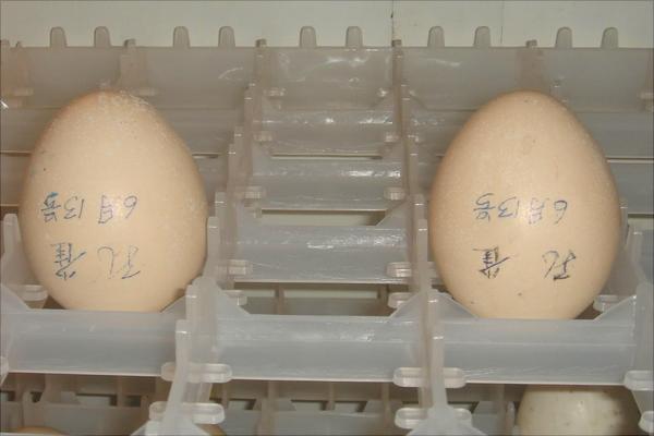 孔雀蛋多少錢一個？