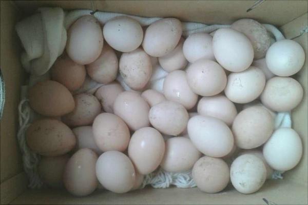 孔雀蛋多少錢一個？