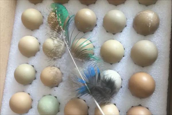 孔雀蛋多少錢一個？