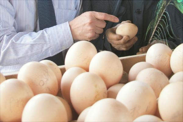 孔雀蛋多少錢一個？