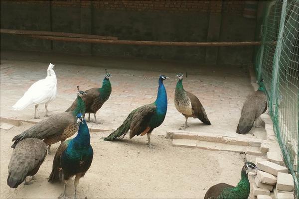 孔雀蛋多少錢一個？