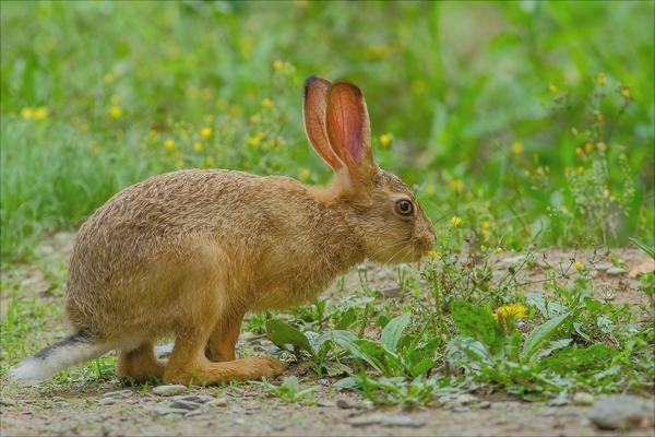 野兔的生活習(xí)性特點(diǎn)