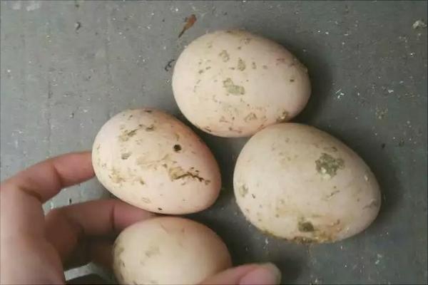 孔雀蛋多少錢一個？