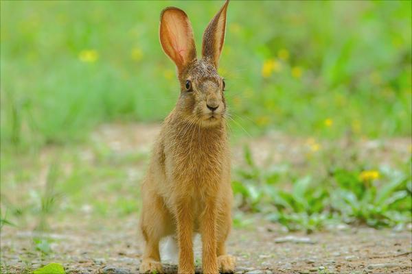 野兔的生活習(xí)性特點(diǎn)