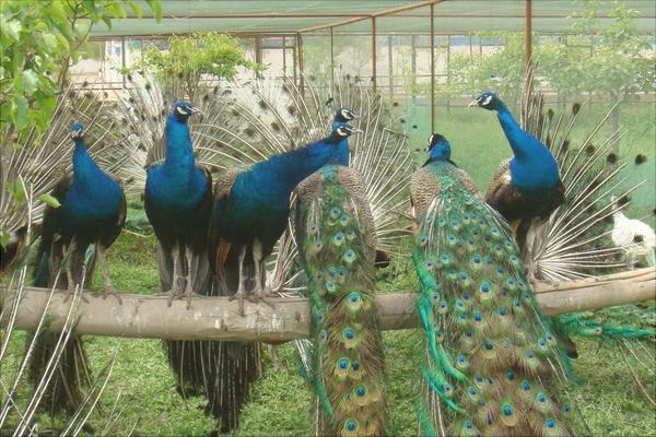 孔雀蛋多少錢一個？