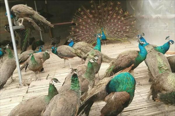 孔雀蛋多少錢一個？