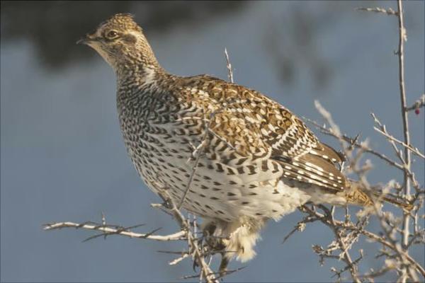 鵪鶉會(huì)飛嗎?