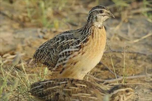 鵪鶉會(huì)飛嗎?