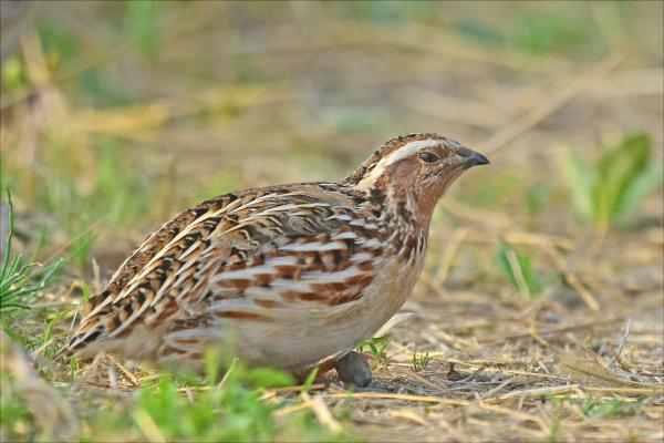 鵪鶉會(huì)飛嗎?