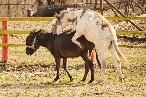 驢交配視頻大全