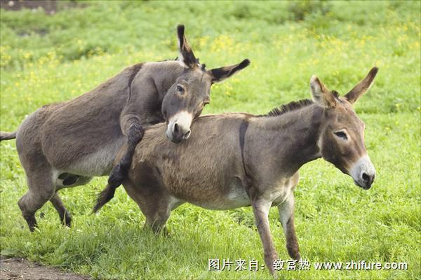 驢交配大全