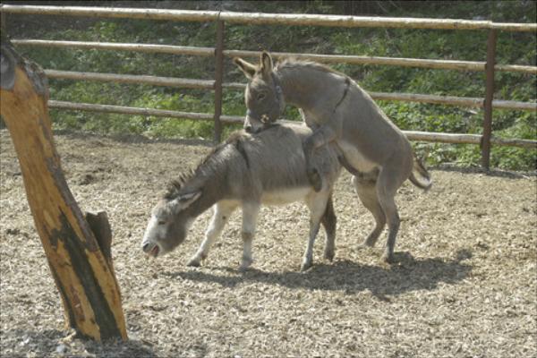 驢交配視頻大全