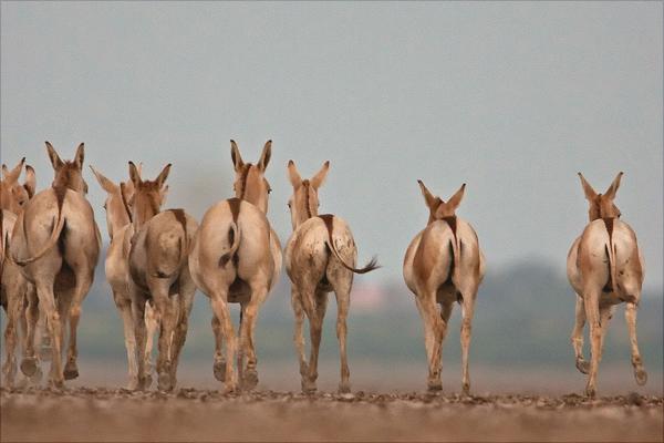 驢交配視頻大全