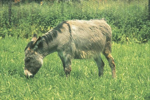 驢交配視頻大全