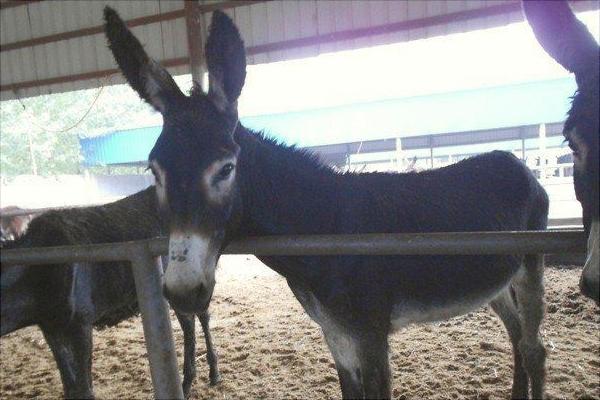 驢交配視頻大全