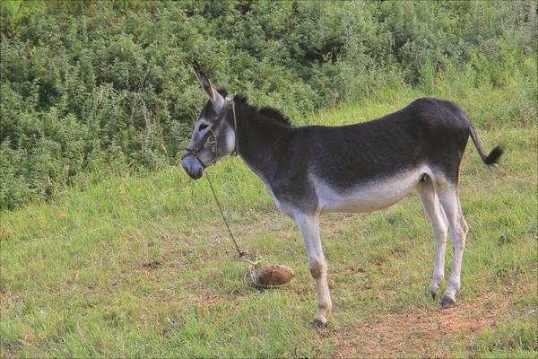 驢交配視頻大全
