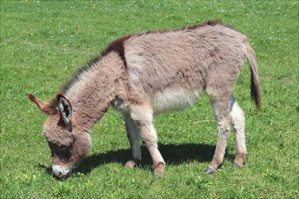 驢交配視頻大全