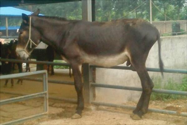 驢交配視頻大全