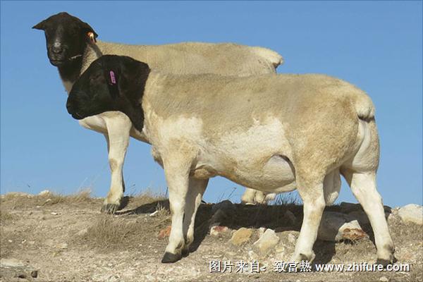 湖羊與小尾寒羊的區(qū)別是什么?