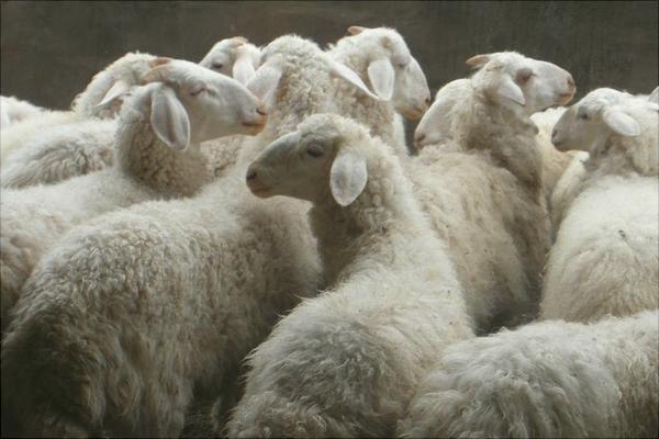 湖羊與小尾寒羊的區(qū)別是什么？