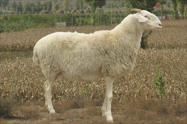 湖羊與小尾寒羊的區(qū)別是什么？