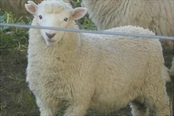 湖羊與小尾寒羊的區(qū)別是什么？