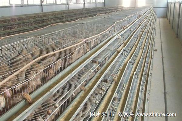 鵪鶉籠子的價格多少錢？