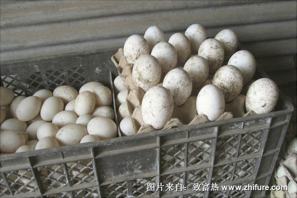 孔雀蛋多少錢一個？