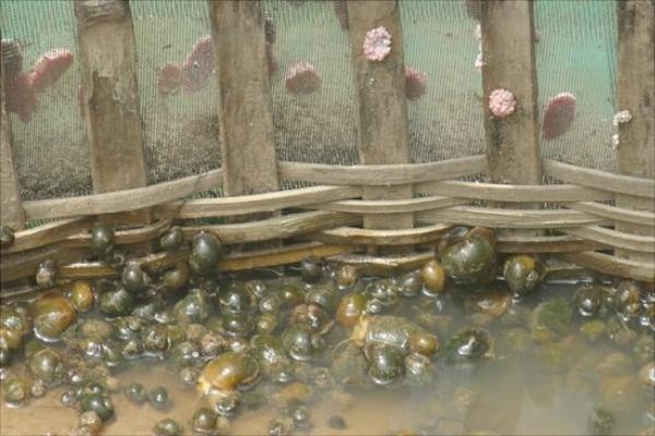 養(yǎng)一畝田螺能賺多少錢？養(yǎng)田螺的成本和利潤