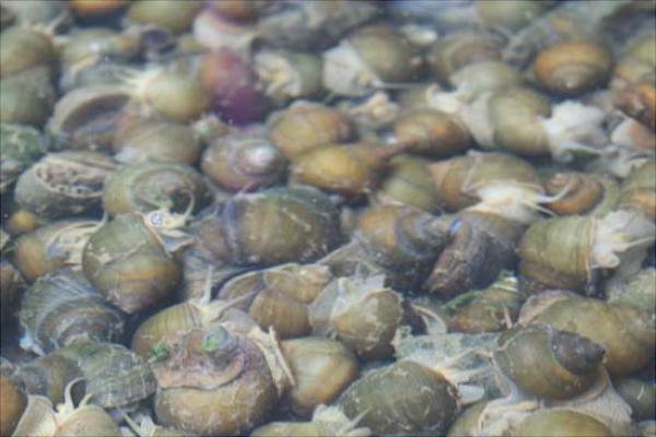 養(yǎng)一畝田螺能賺多少錢？養(yǎng)田螺的成本和利潤