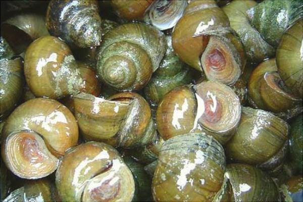 養(yǎng)一畝田螺能賺多少錢？養(yǎng)田螺的成本和利潤