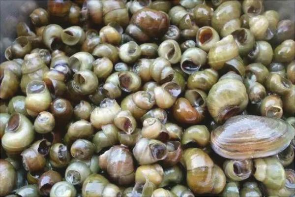 養(yǎng)一畝田螺能賺多少錢？養(yǎng)田螺的成本和利潤