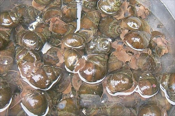 養(yǎng)一畝田螺能賺多少錢？養(yǎng)田螺的成本和利潤