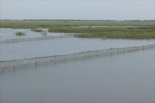 養(yǎng)一畝田螺能賺多少錢？養(yǎng)田螺的成本和利潤