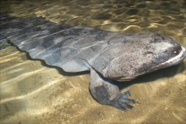 冷門高利潤農村養殖項目推薦