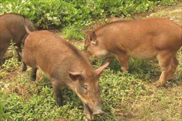 冷門高利潤農村養殖項目推薦
