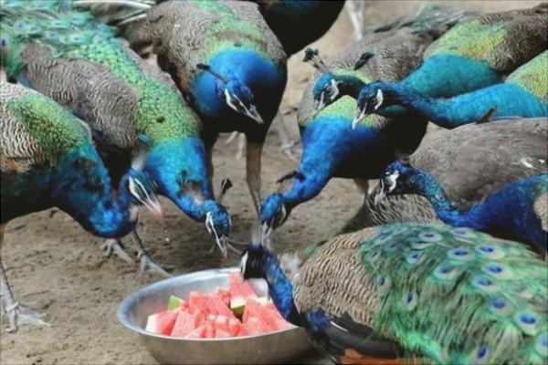 冷門高利潤農村養殖項目推薦