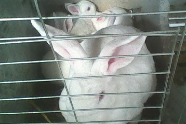 冷門高利潤農村養殖項目推薦