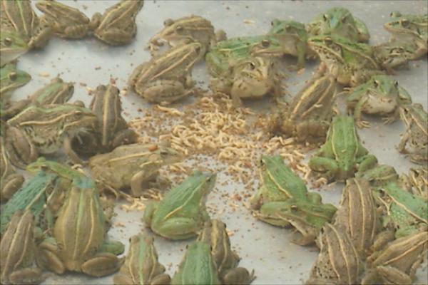 青蛙養殖的市場前景