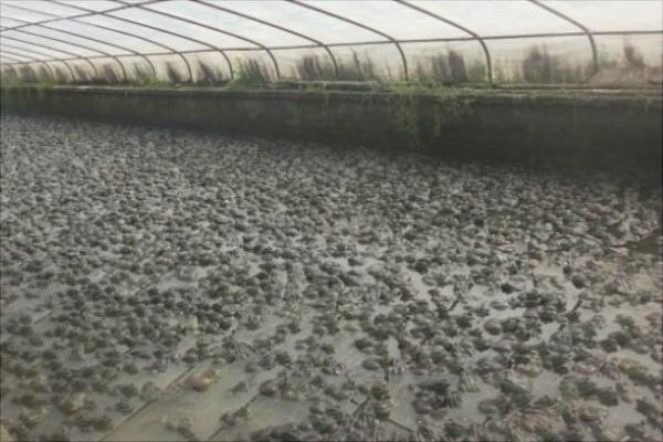 青蛙養殖的市場前景