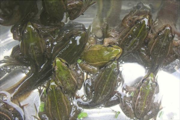 青蛙養殖的市場前景
