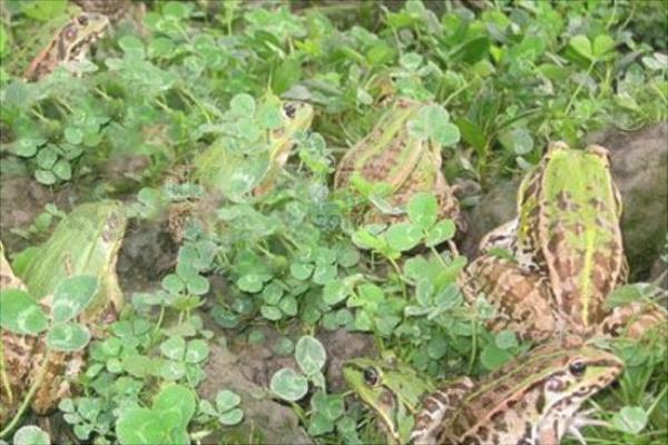 青蛙養殖的市場前景